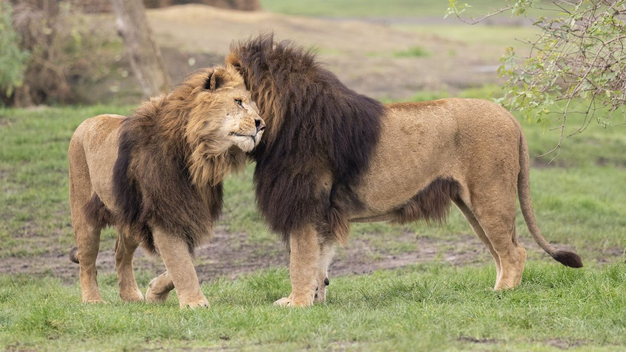 west midland safari park lion lodges