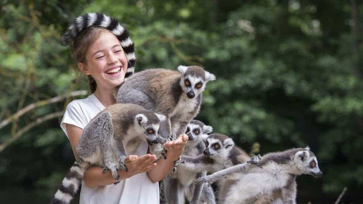 West Mids Safari Park-Lemur-Feed
