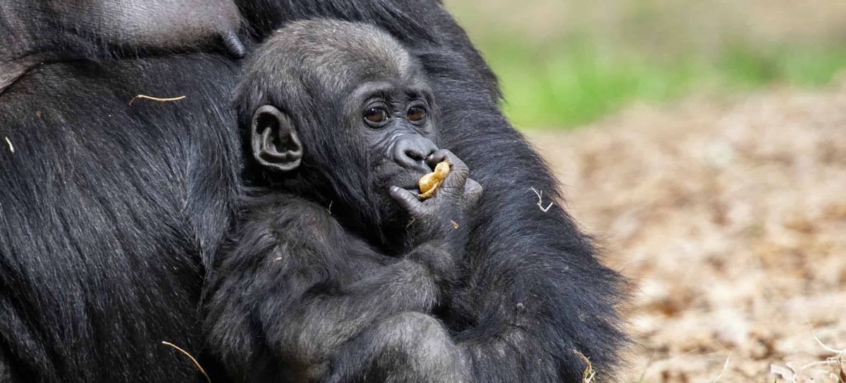 Western lowland gorilla Floyd_Zoo Atlanta