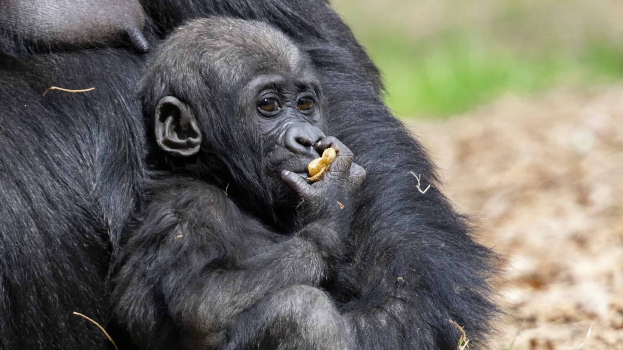 Western lowland gorilla Floyd_Zoo Atlanta