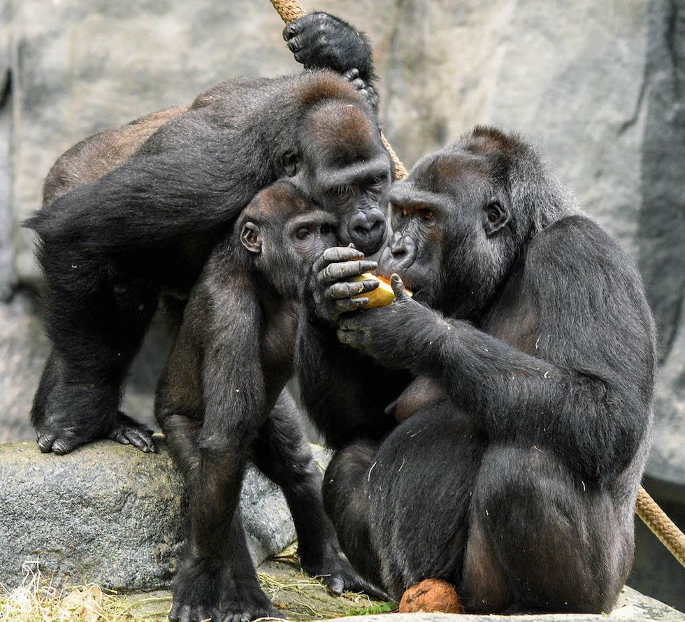 Western lowland gorillas can be seen at the Tropic World habitat. An outdoor habitat for them is scheduled to open in 2025