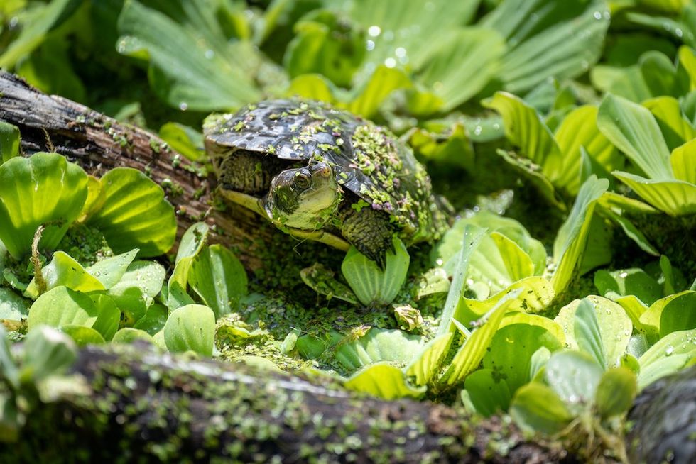 Western Pond Turtle Santa Ana Zoo