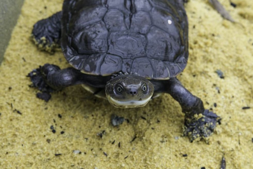 Western Swamp Tortoise