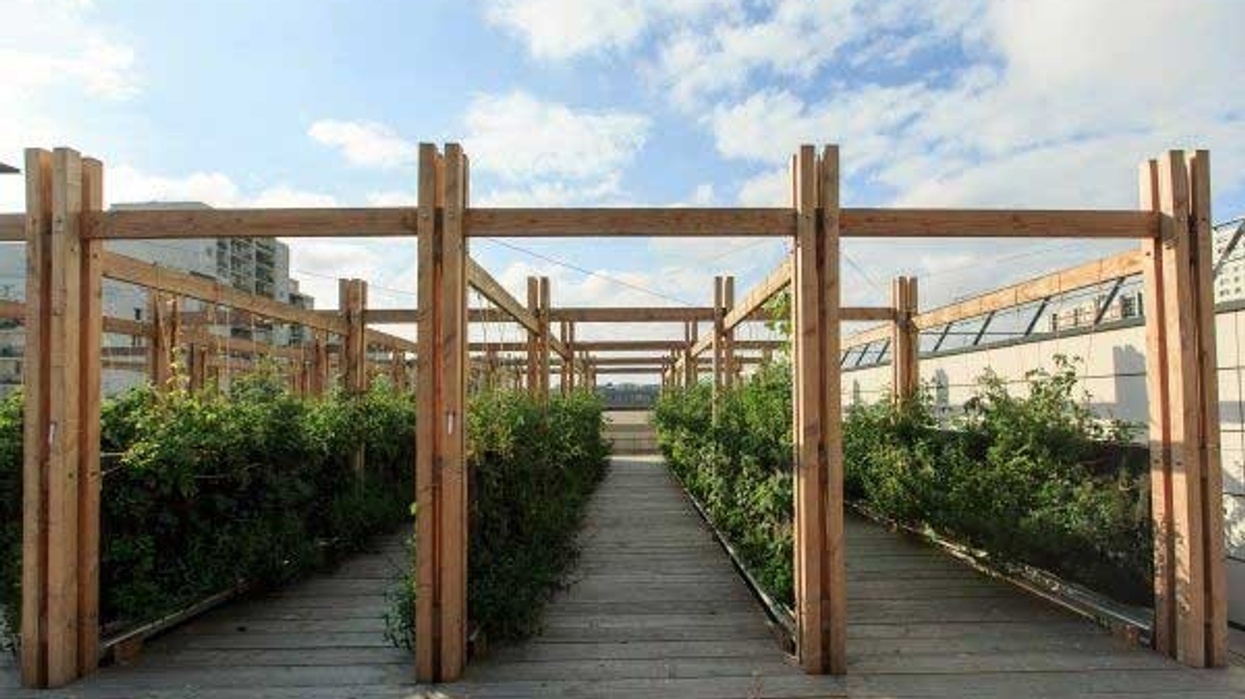 westfield rooftop farm