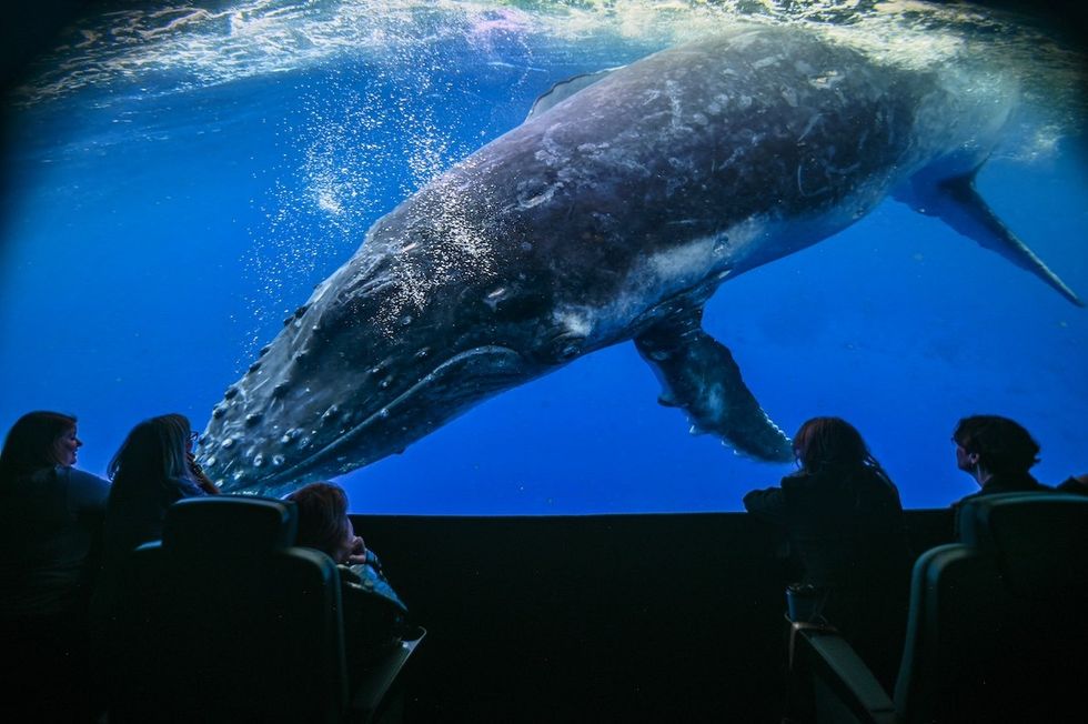 Whale Animal Kingdom Fort Worth Museum of Science & History powered by COSM