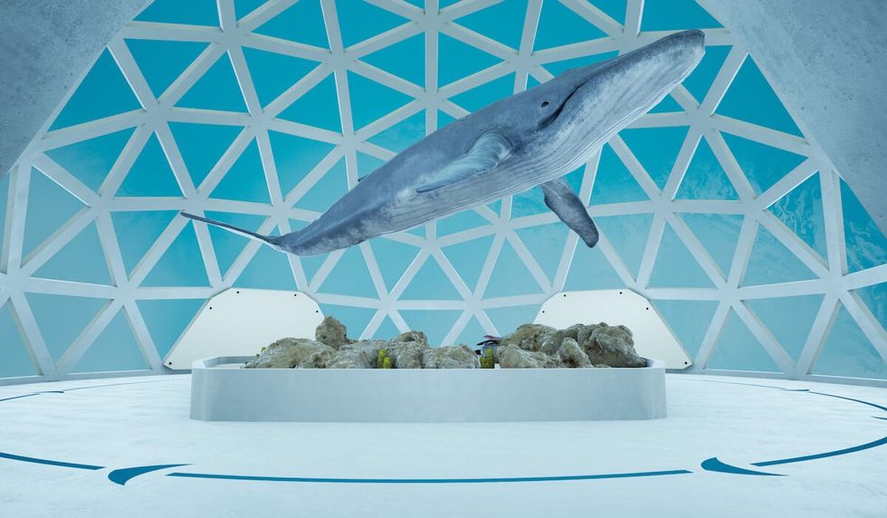 whale cartoon dome
