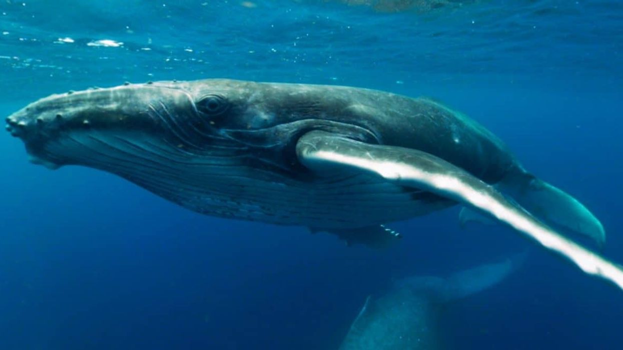 Whale close up Immotion VR