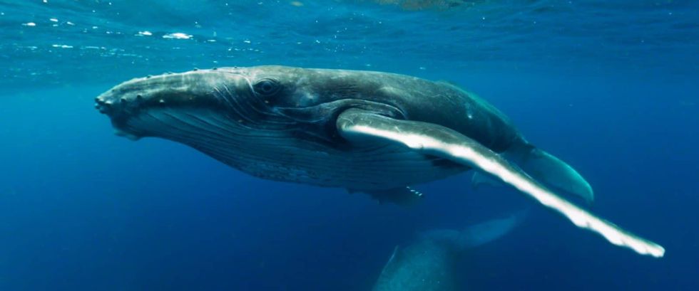 Whale close up Immotion VR
