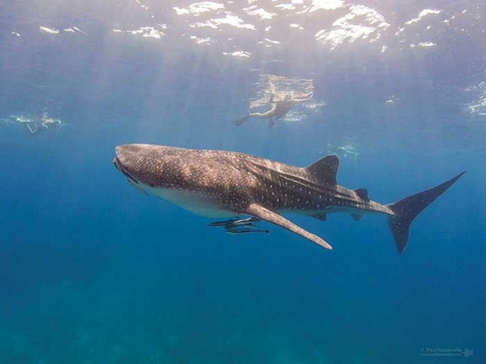 Whale Shark Oman biggest aquarium