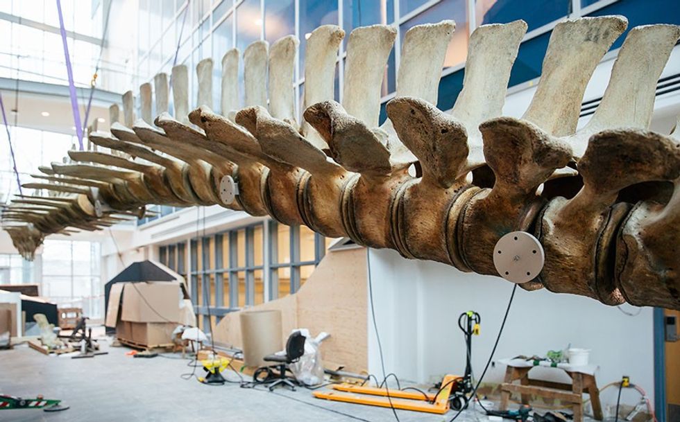 Whale skeleton suspended in a museum setting under construction.