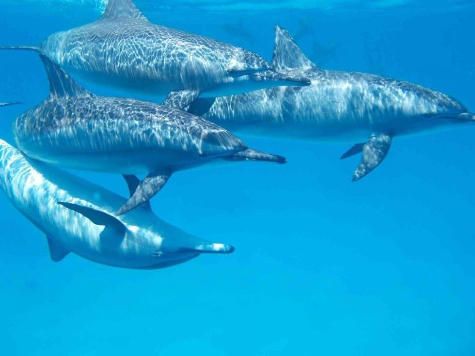 Whales Among 1000 Marine Species to Feature at East China's Largest Ocean Park Wuxi