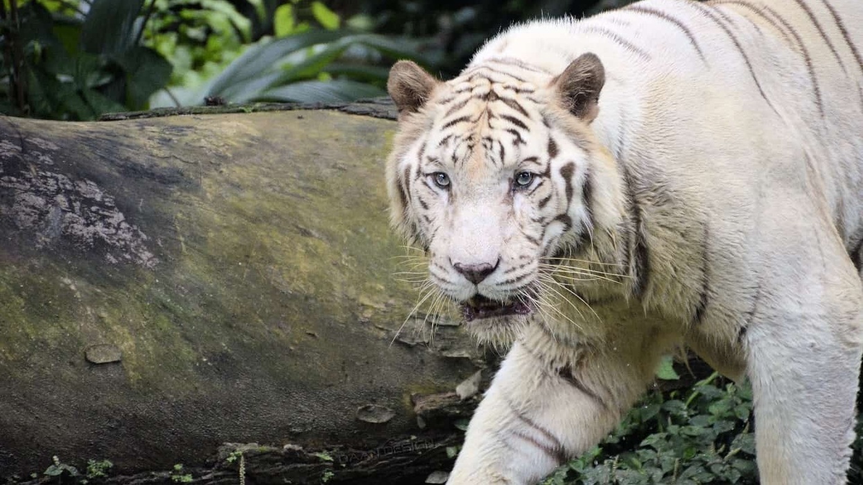 White tiger