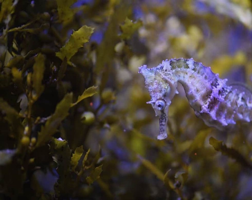 Whites Seahorse at SEA LIFE Sydney