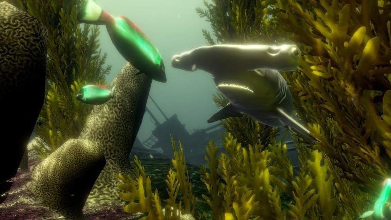 wiegand.maelzer vr snorkelling experience with hammerhead shark
