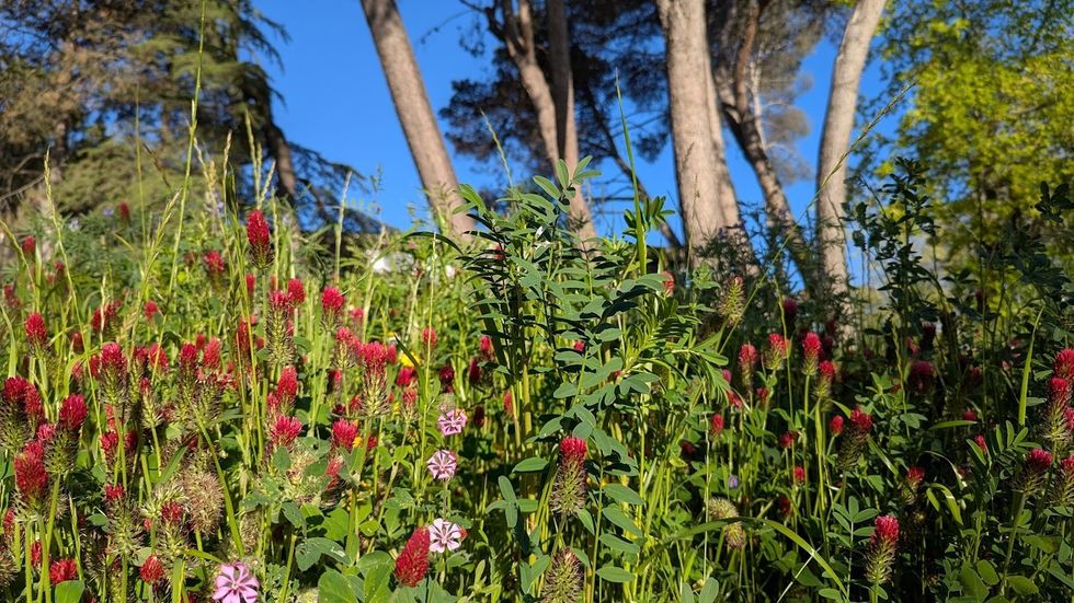wild flowers acciona