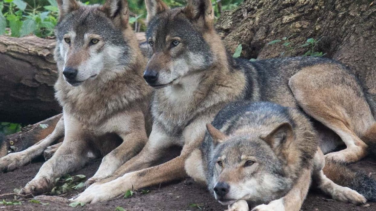 wild place project bristol