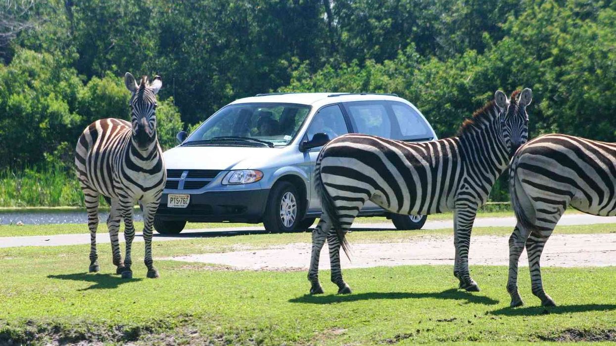 Wildlife conservationist to buy Palm Beach's Lion Country Safari