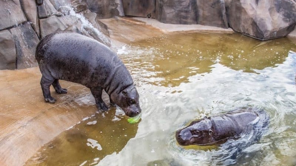 wildlife world pygmy hippos at the new zoo expansion
