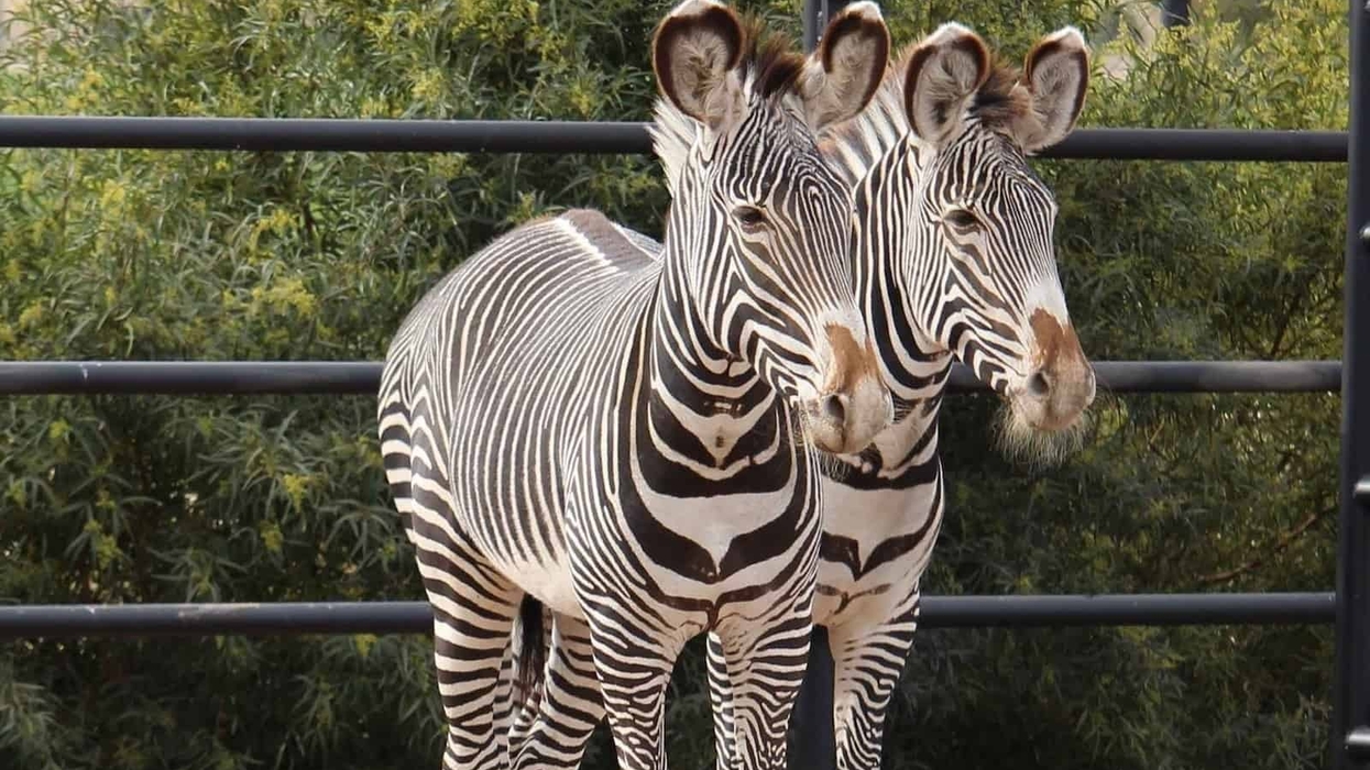 Wildlife World Zoo zebras