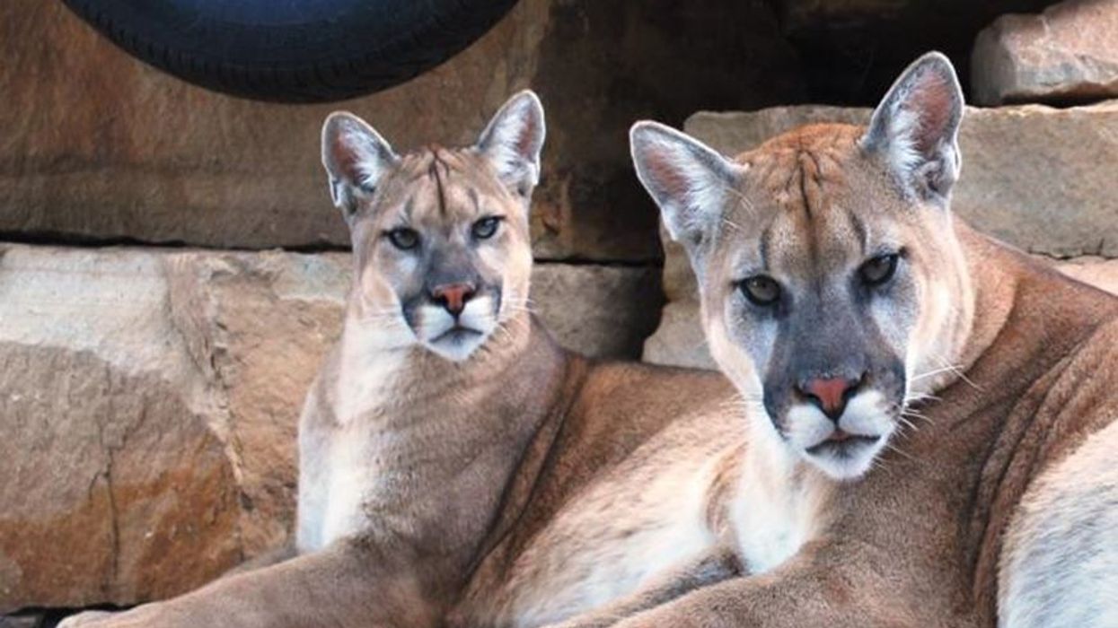 Wildwood Zoo: RFP for architectural services to transform cougar exhibit at Wisconsin's Wildwood Zoo