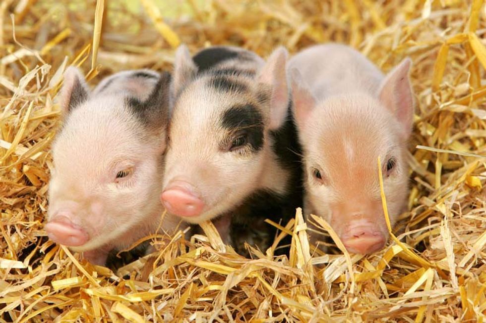 willow activity farm pigs