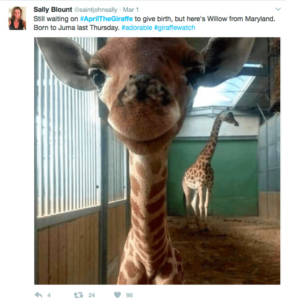 willow the giraffe born in maryland - april the giraffe