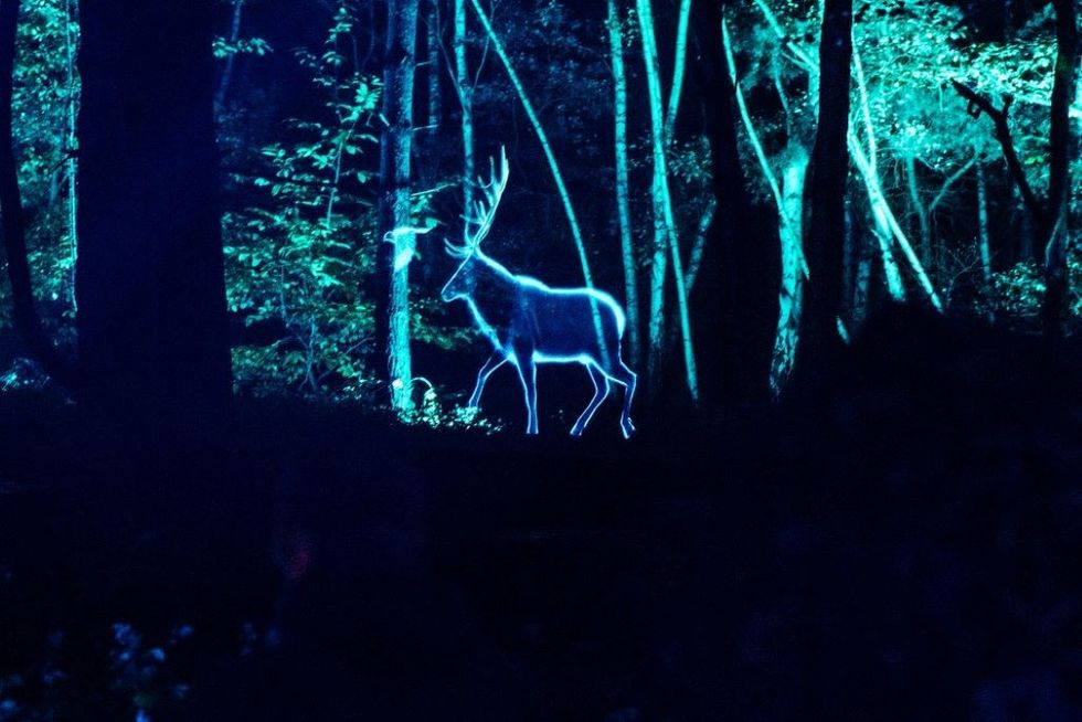 Windsor Great Park Illuminated - deer in the woods