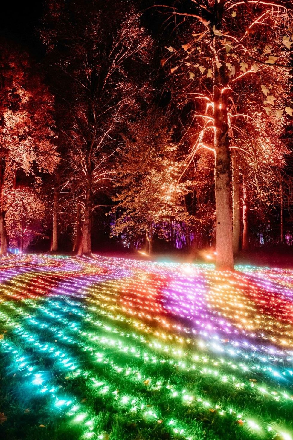 Windsor Great Park Illuminated - multicoloured trail