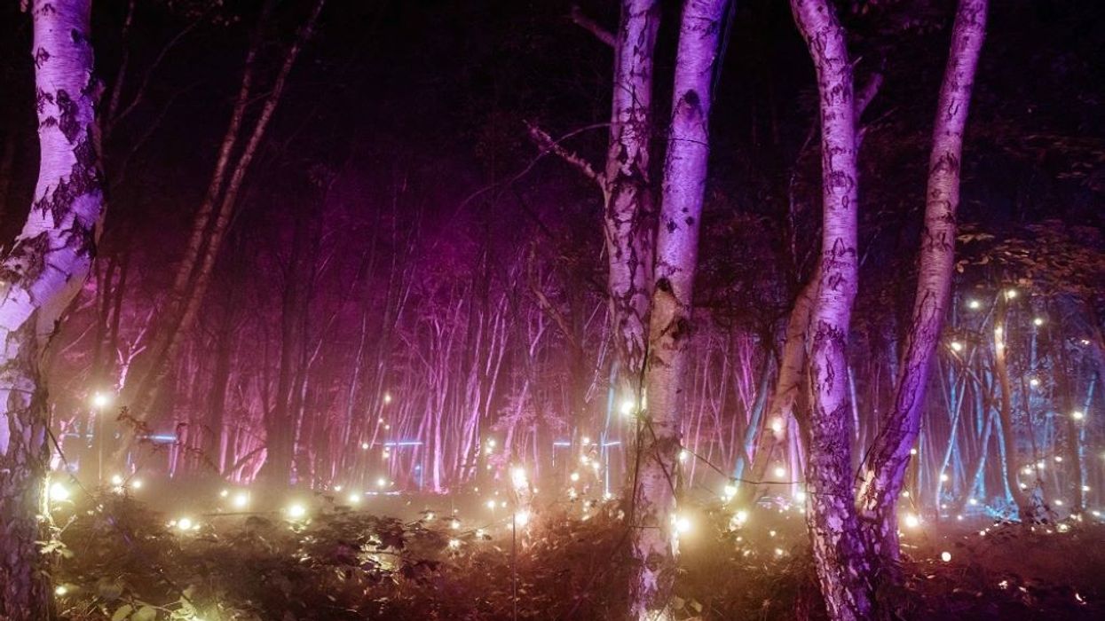 Windsor Great Park Illuminated - pink trees