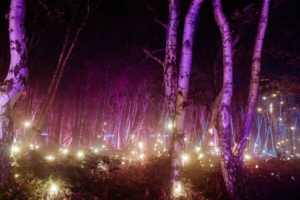 Windsor Great Park Illuminated - pink trees