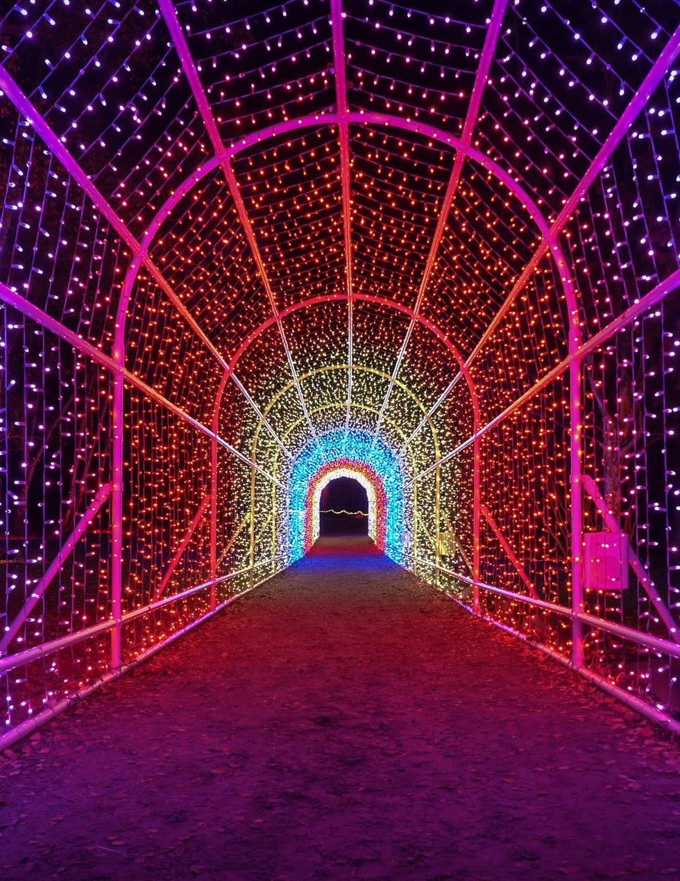 Windsor Great Park Illuminated - tunnel of light