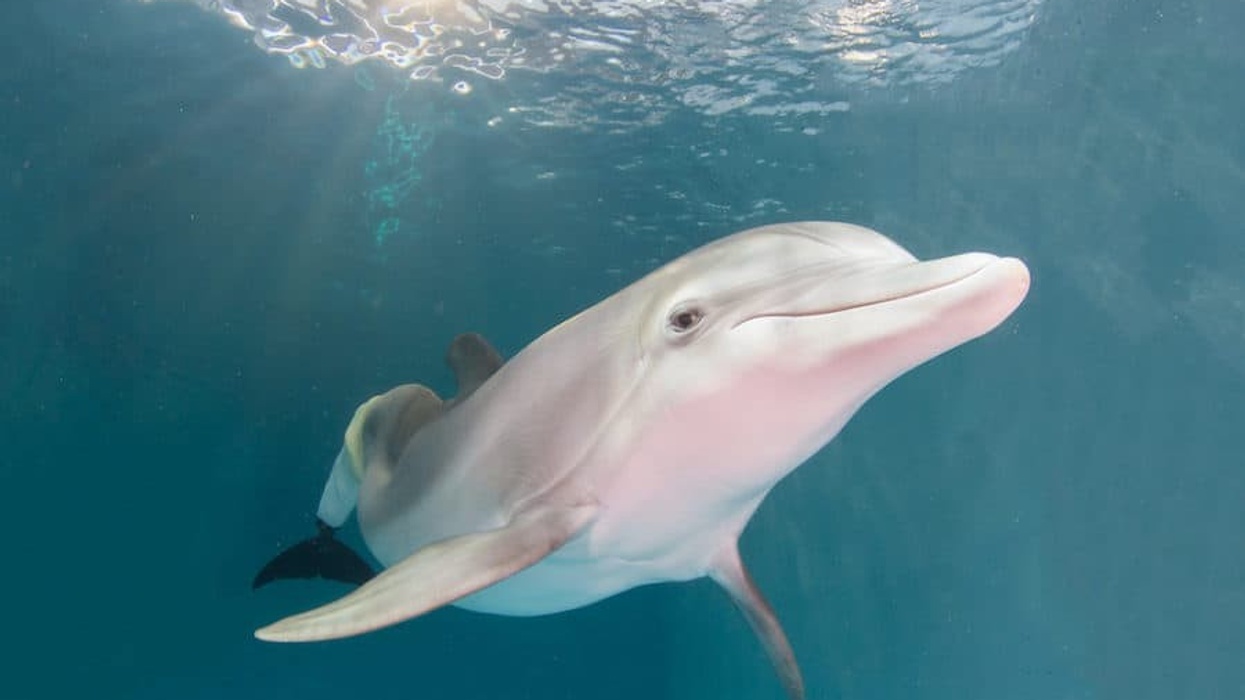 Winter the dolphin Clearwater Aquarium