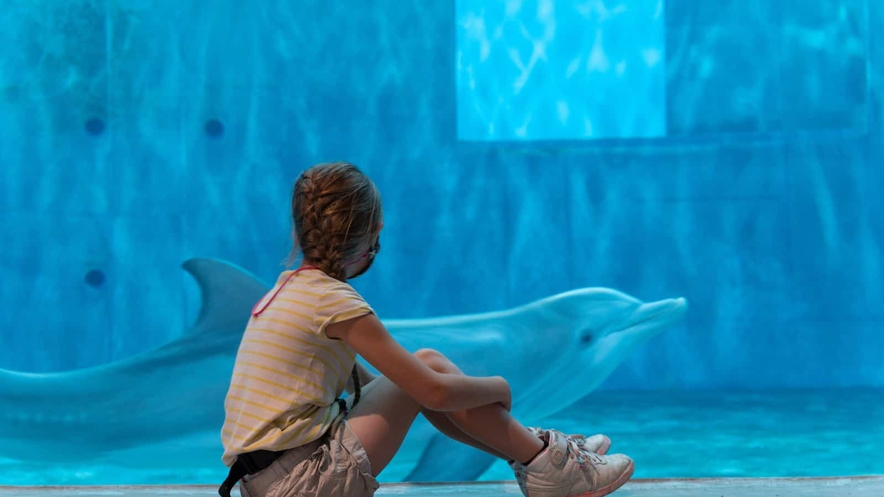 Winter the dolphin Clearwater Marine Aquarium