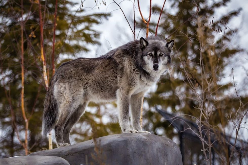 wolf at Assiniboine Park Zoo