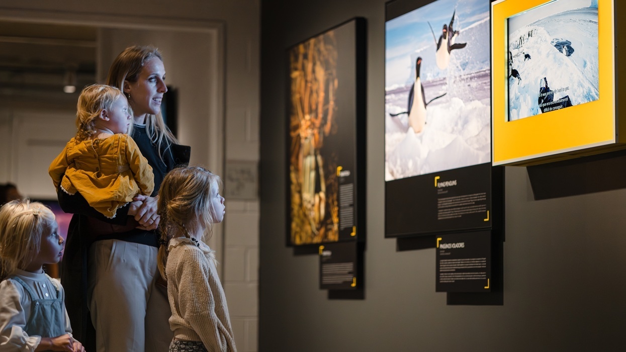 Woman and children admire penguin photos in an art gallery.