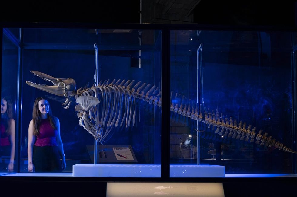 Woman observing a dolphin skeleton in Jurassic Oceans Monsters of the Deep at the Natural History Museum London