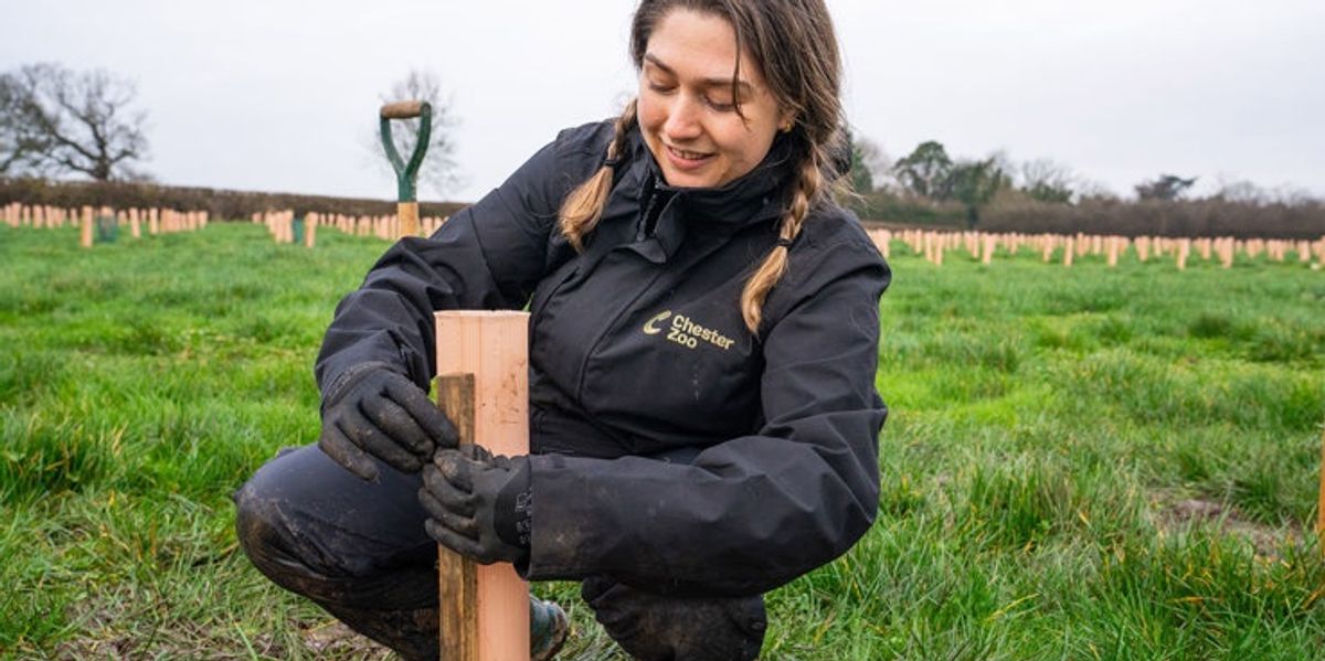 Chester Zoo plants 5,200 trees, creating five hectares of new woodland