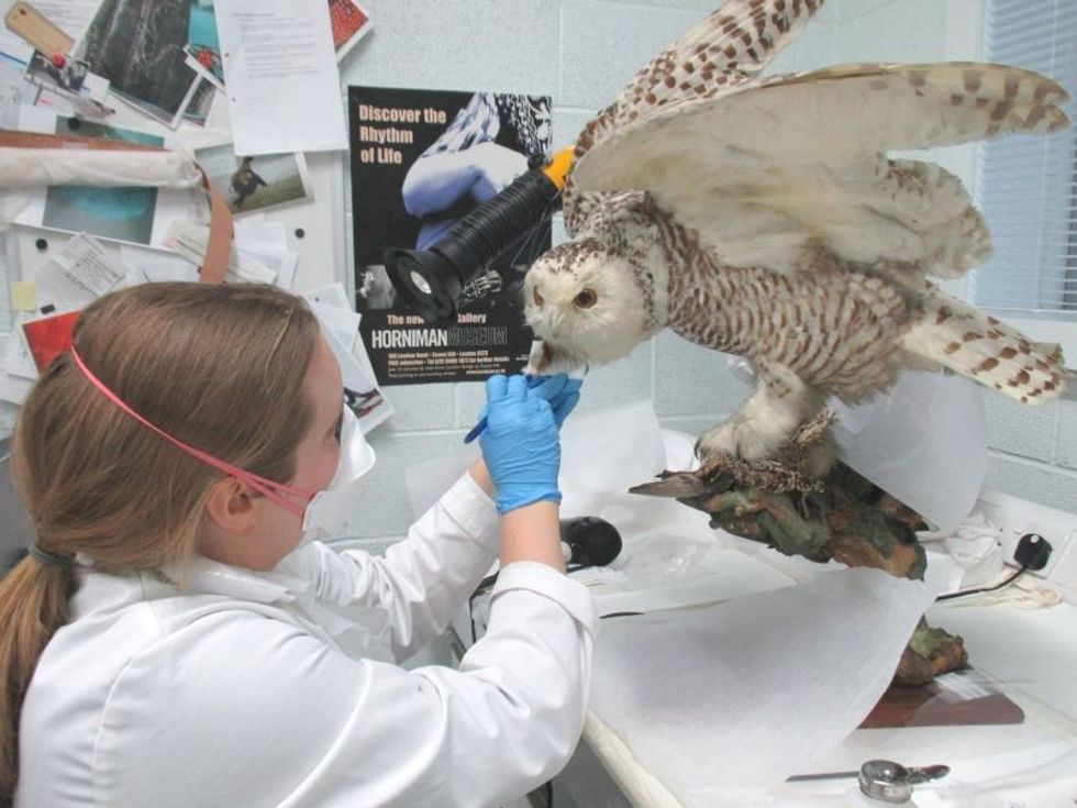 woman preserving stuffed owl at Horniman Museum