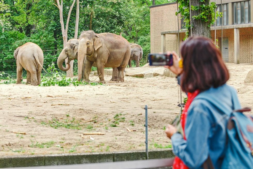 Woman watching at elephant family feeding in the zoo and making photos on her smartphone