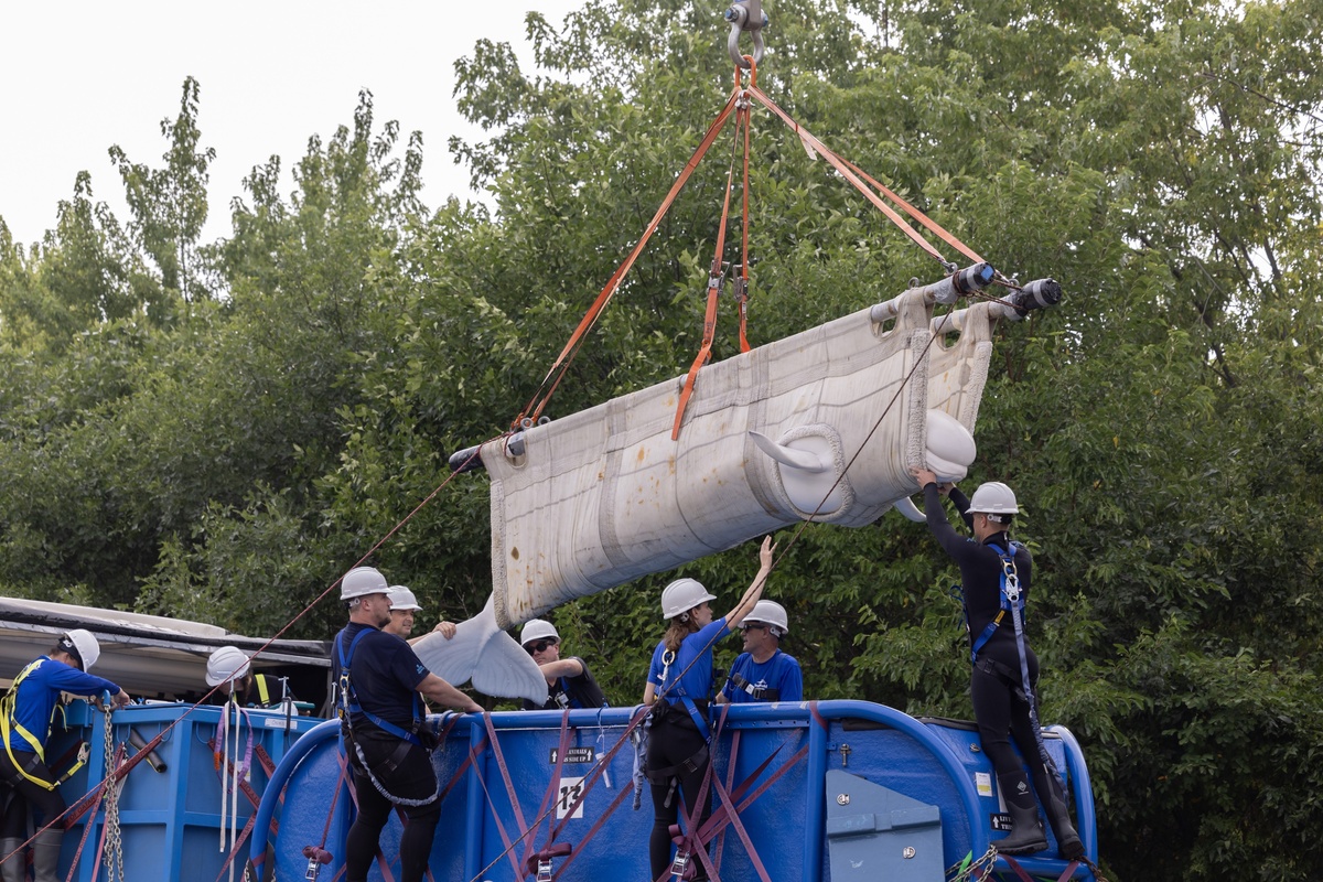Workers guide a whale being hoisted by a crane, surrounded by trees.