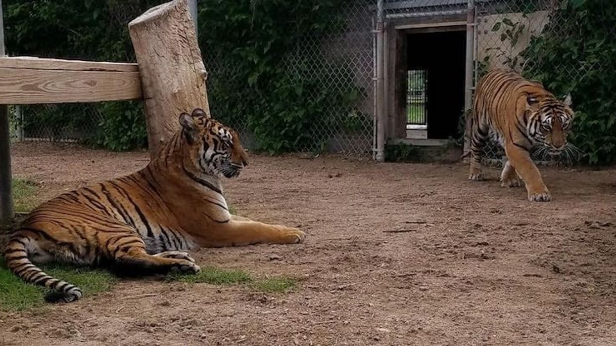 wright park zoo tigers dodge city x