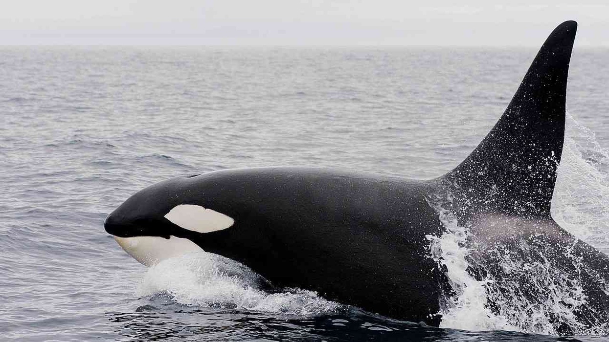 Wuxi Changqiao Ocean Kingdom Whales Among 1000 Marine Species to Feature at East China's Largest Ocean Park Wuxi