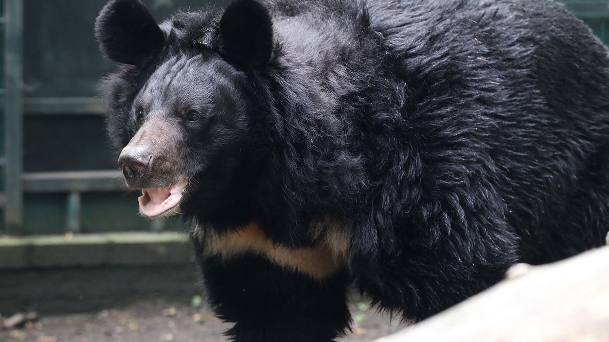 yampil refugee bear