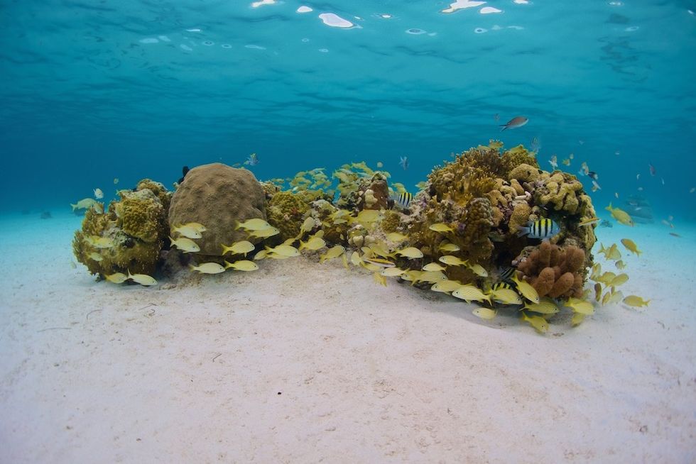 Yellow fish swim around coral reef in clear underwater scene.