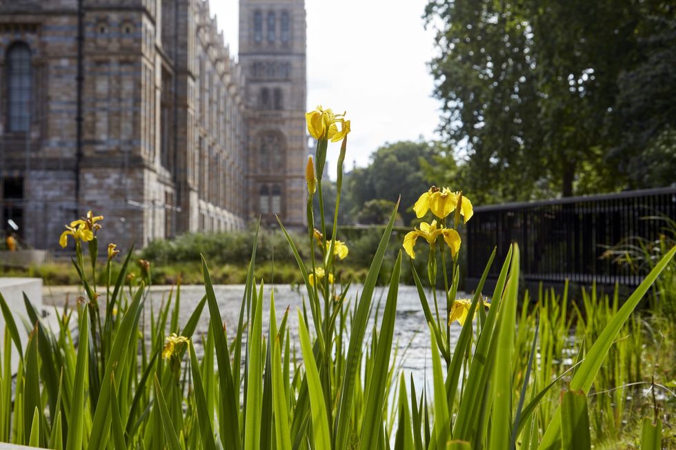 Yellow irises by a pond with the Natural History Museum and trees in the background.