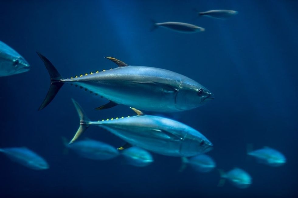 Yellowfin tuna swimming in the Open Sea exhibit