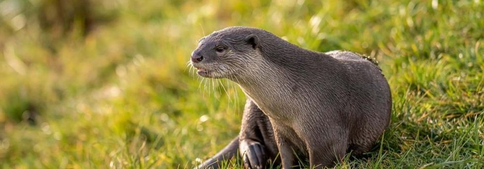 Yorkshire Wildlife Park Otter
