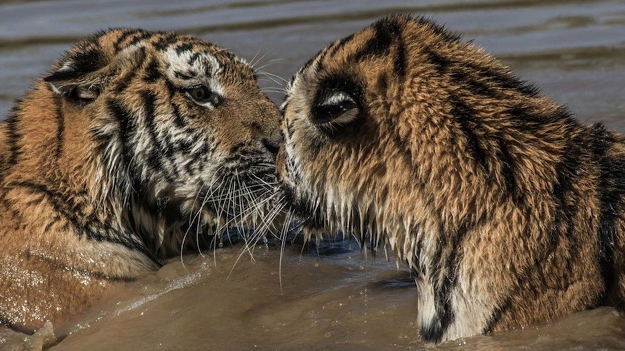 Yorkshire Wildlife Park Tigers