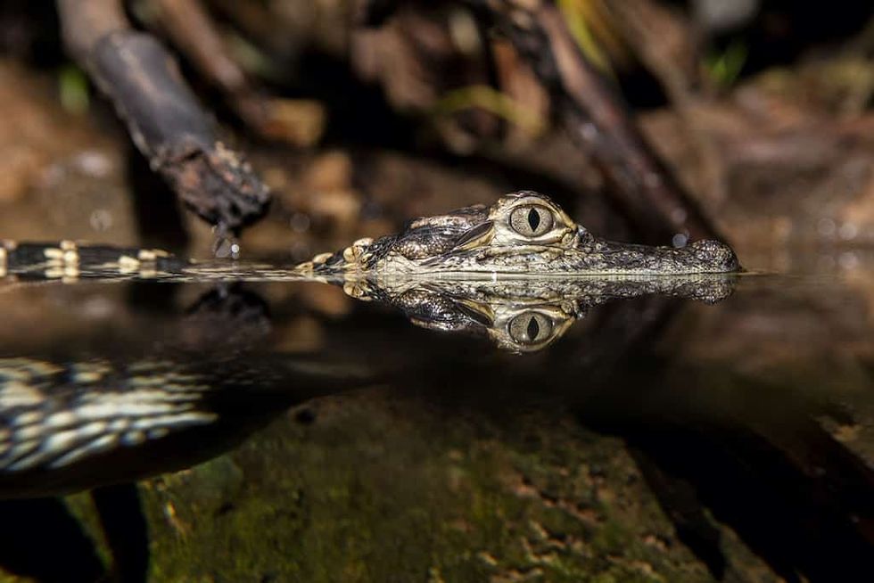 Young American Alligator