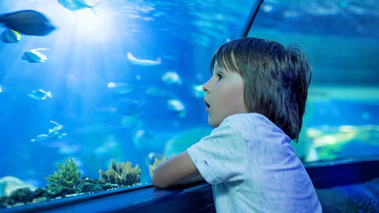 Young-boy-looks-in-wonder-in-aquarium-tunnel